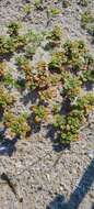 Image of seaside amaranth