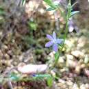 Image of Legousia scabra (Lowe) Gamisans