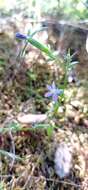 Image of Legousia scabra (Lowe) Gamisans