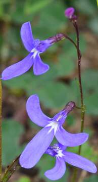 Image of Lobelia dentata Cav.