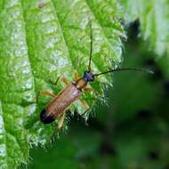 Image of Grammoptera ustulata (Schaller 1783)