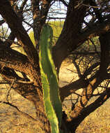 Image of Cereus jamacaru subsp. jamacaru