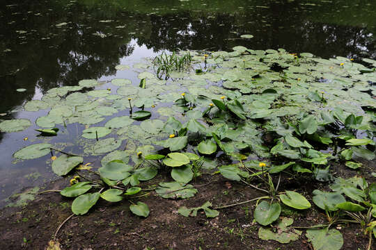 Image of Yellow Water-lily