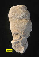 Image of calcareous sponges 