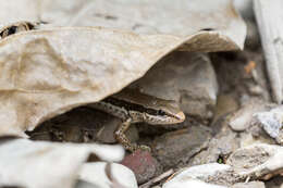 Sphenomorphus maculatus (Blyth 1853) resmi