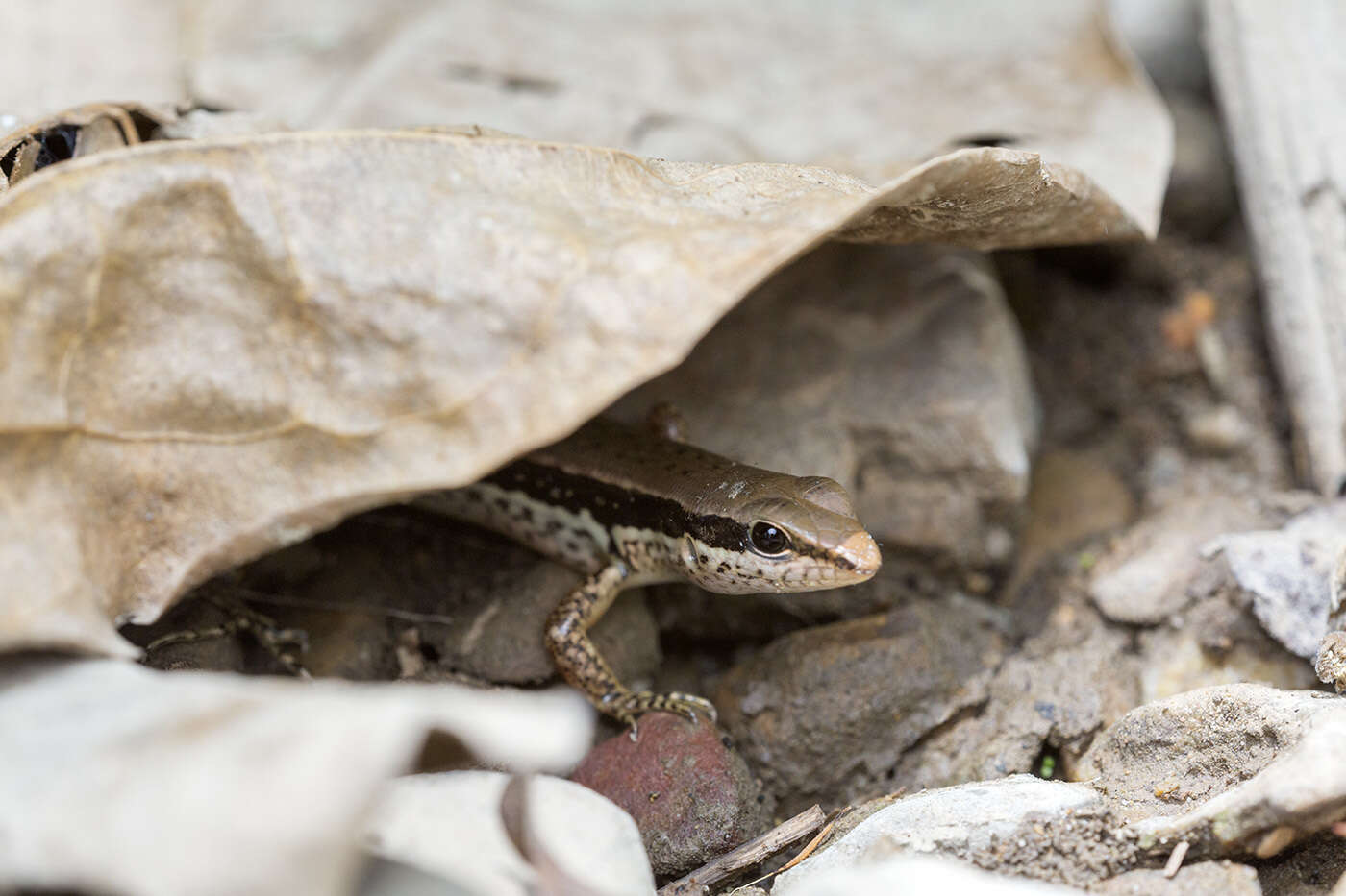 Слика од Sphenomorphus maculatus (Blyth 1853)