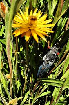 Image of <i>Xerochrysum palustre</i>