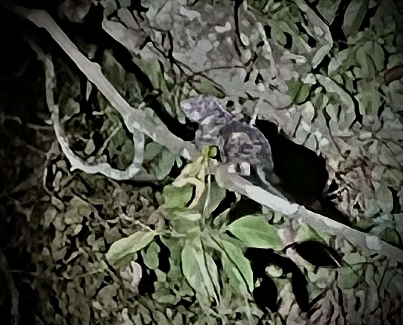 Image of Andean porcupine