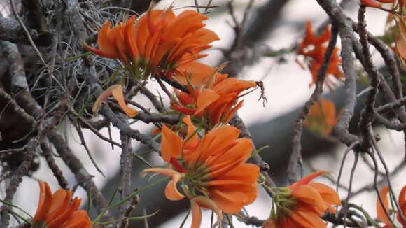 Imagem de Erythrina poeppigiana (Walp.) O. F. Cook