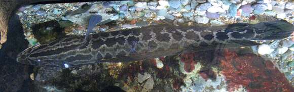 Image of Northern snakehead