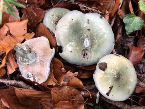 Plancia ëd Stropharia caerulea Kreisel 1979