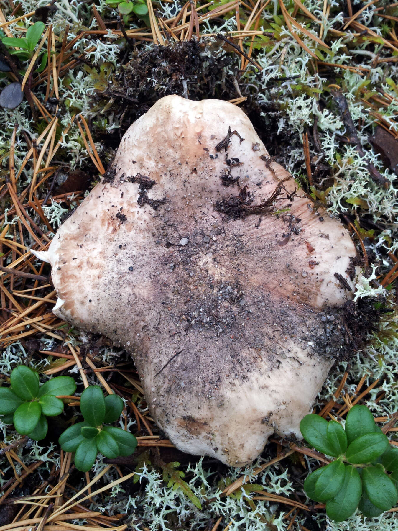 Image de Tricholoma roseoacerbum A. Riva 1984