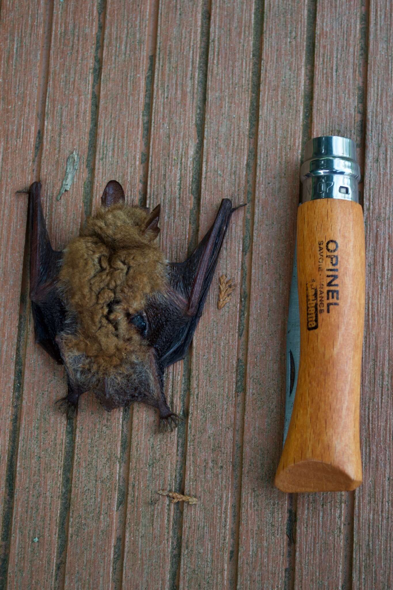 Myotis emarginatus (E. Geoffroy 1806) resmi