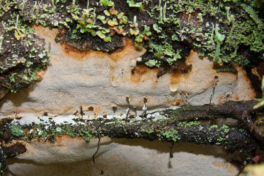 Image of Perenniporia subacida (Peck) Donk 1967