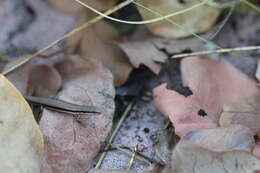 Image of Ornate Soil-crevice Skink