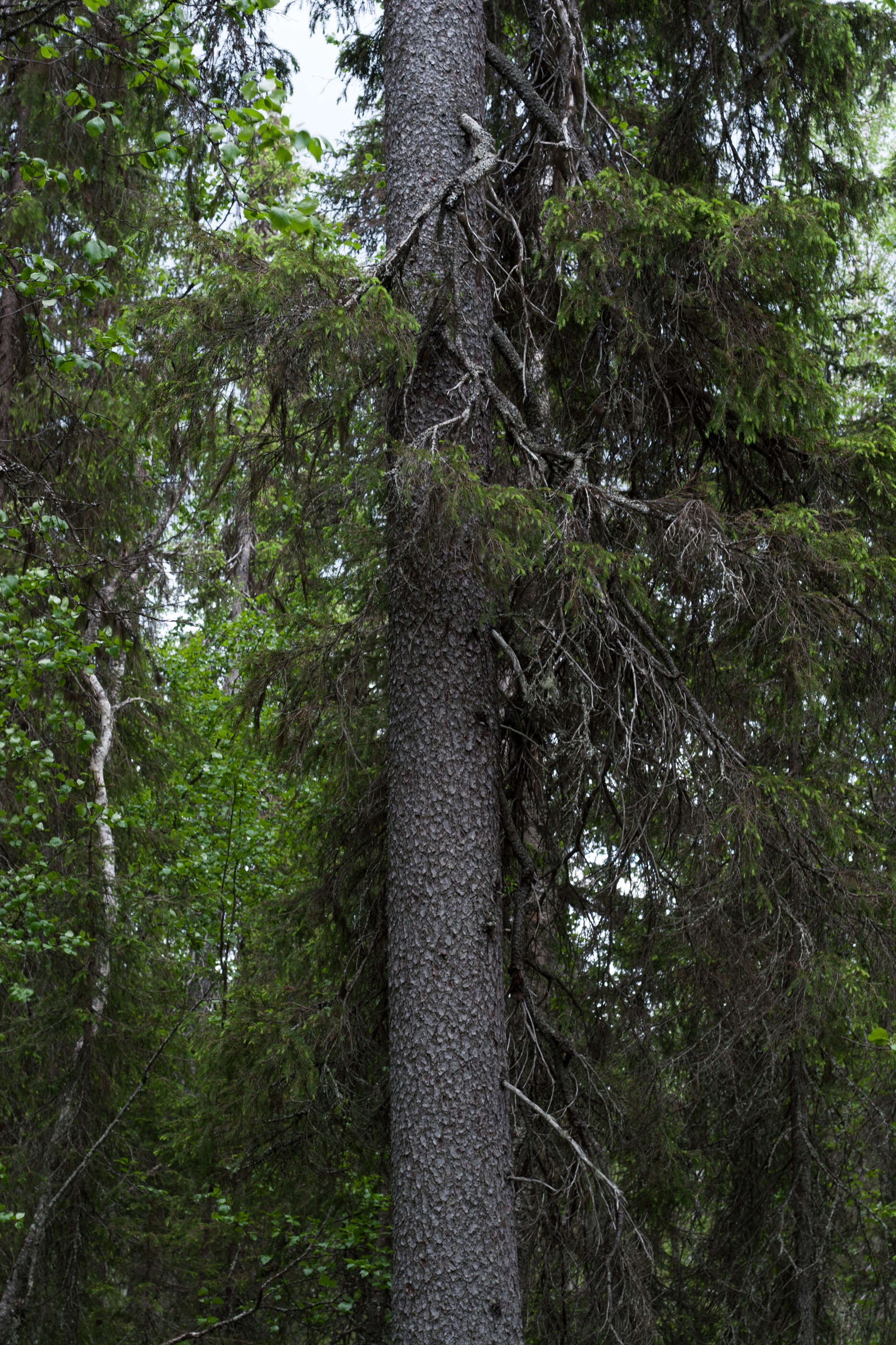 Image of Norway spruce