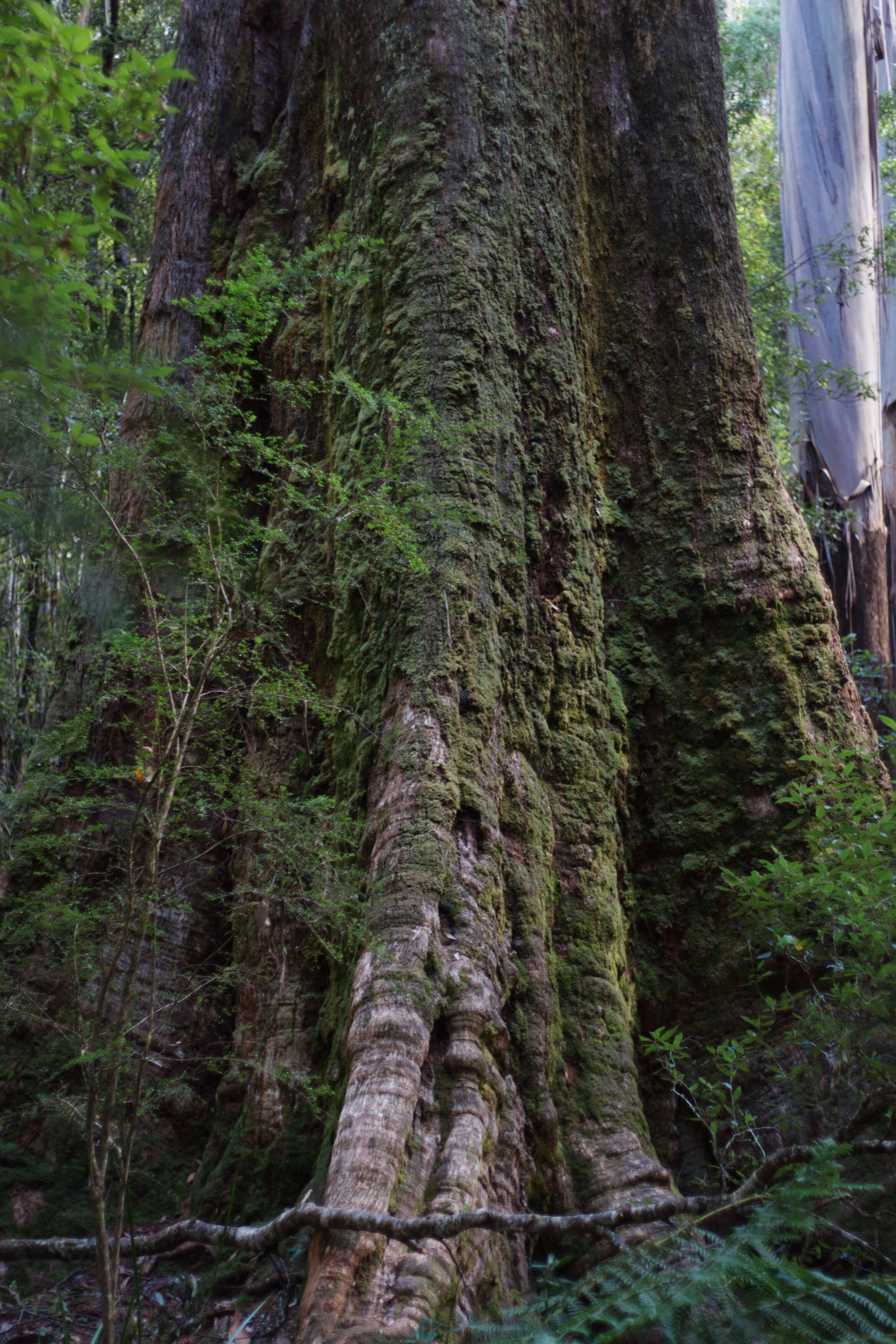 Image of Mountain ash