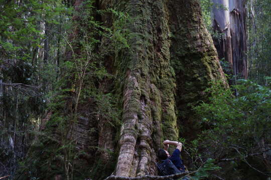 Image de Eucalyptus regnans F. Müll.