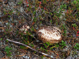 Tricholoma matsutake (S. Ito & S. Imai) Singer 1943 resmi