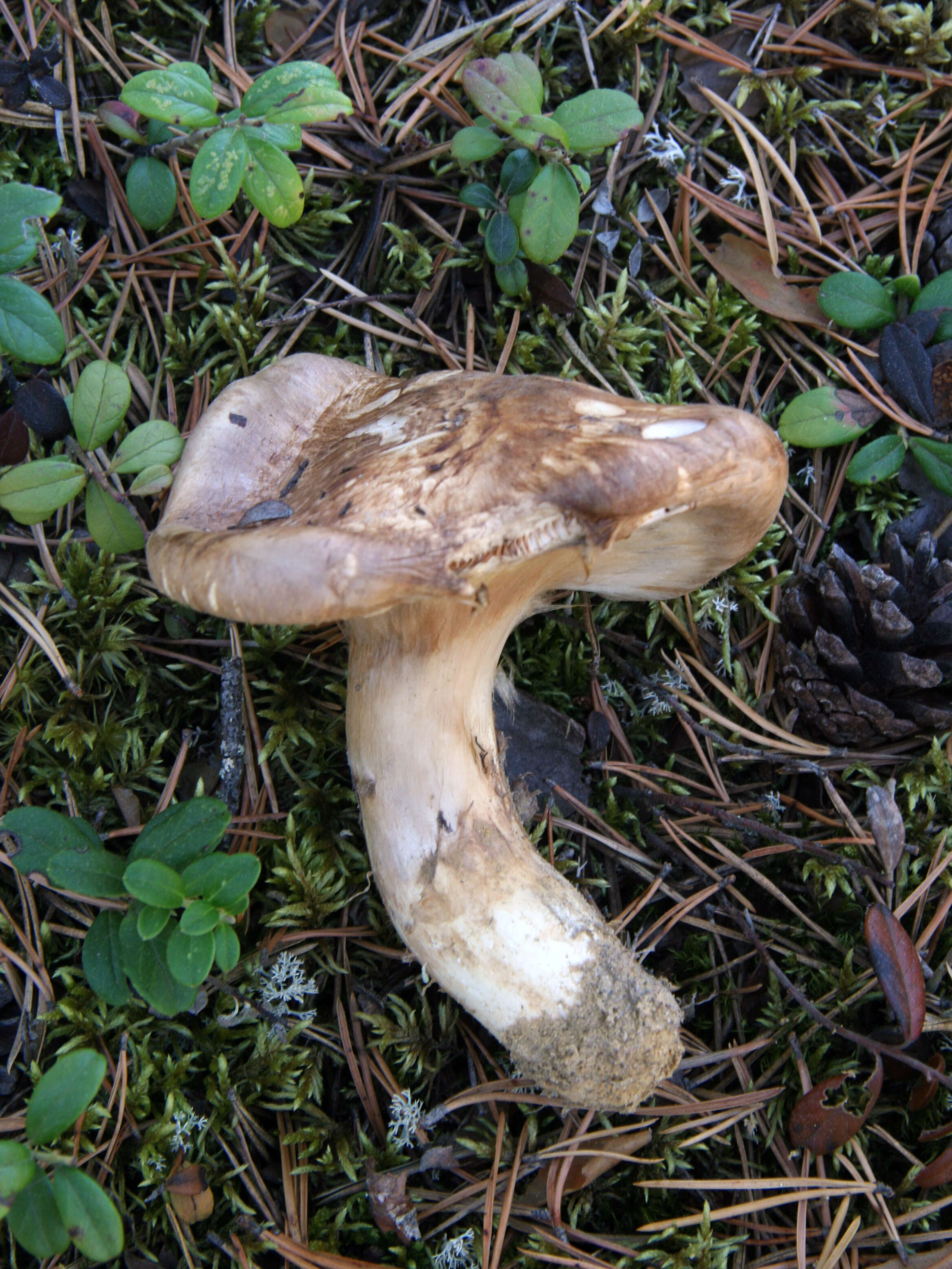 Tricholoma matsutake (S. Ito & S. Imai) Singer 1943 resmi