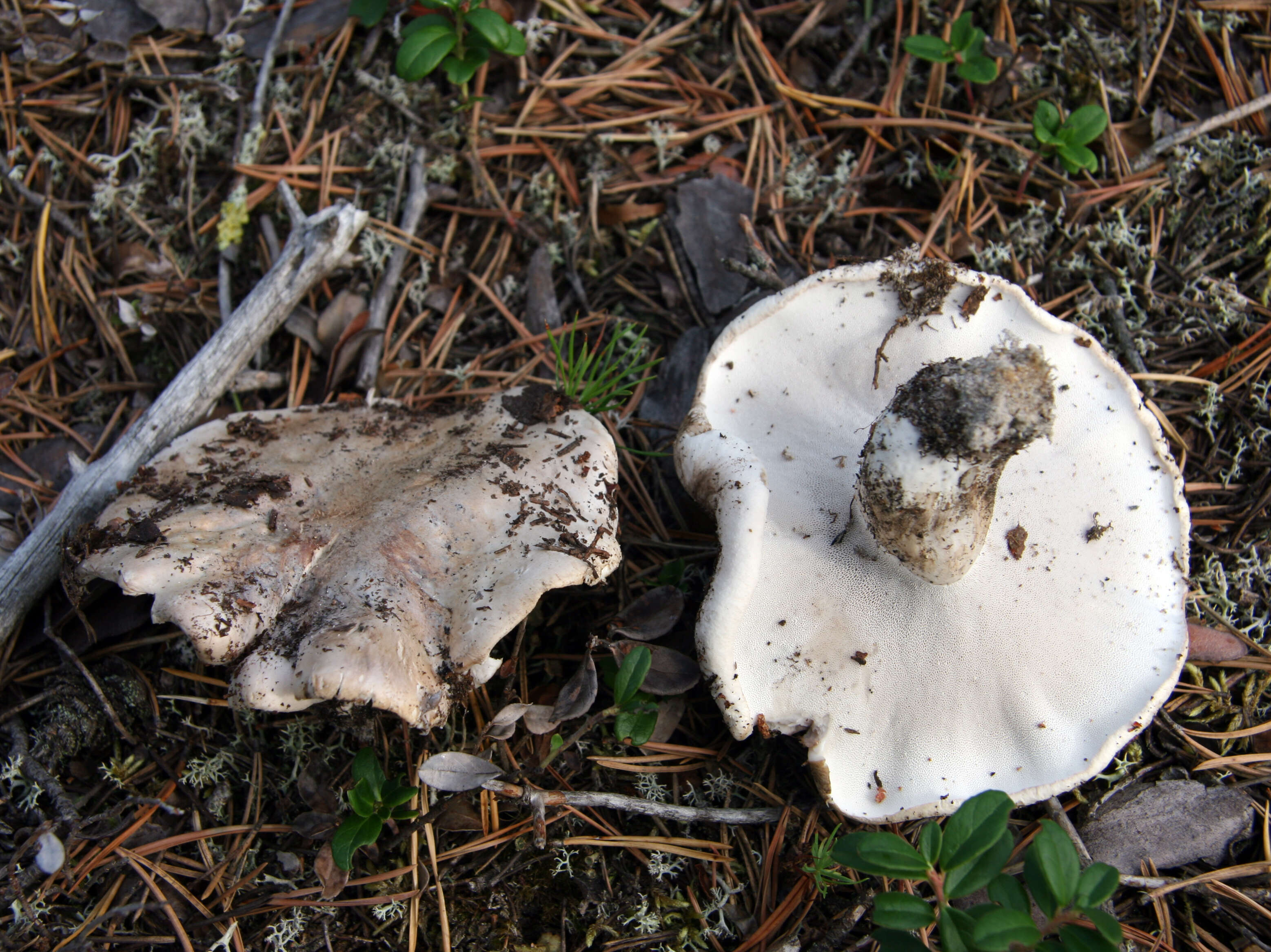 Image de Polypore gris