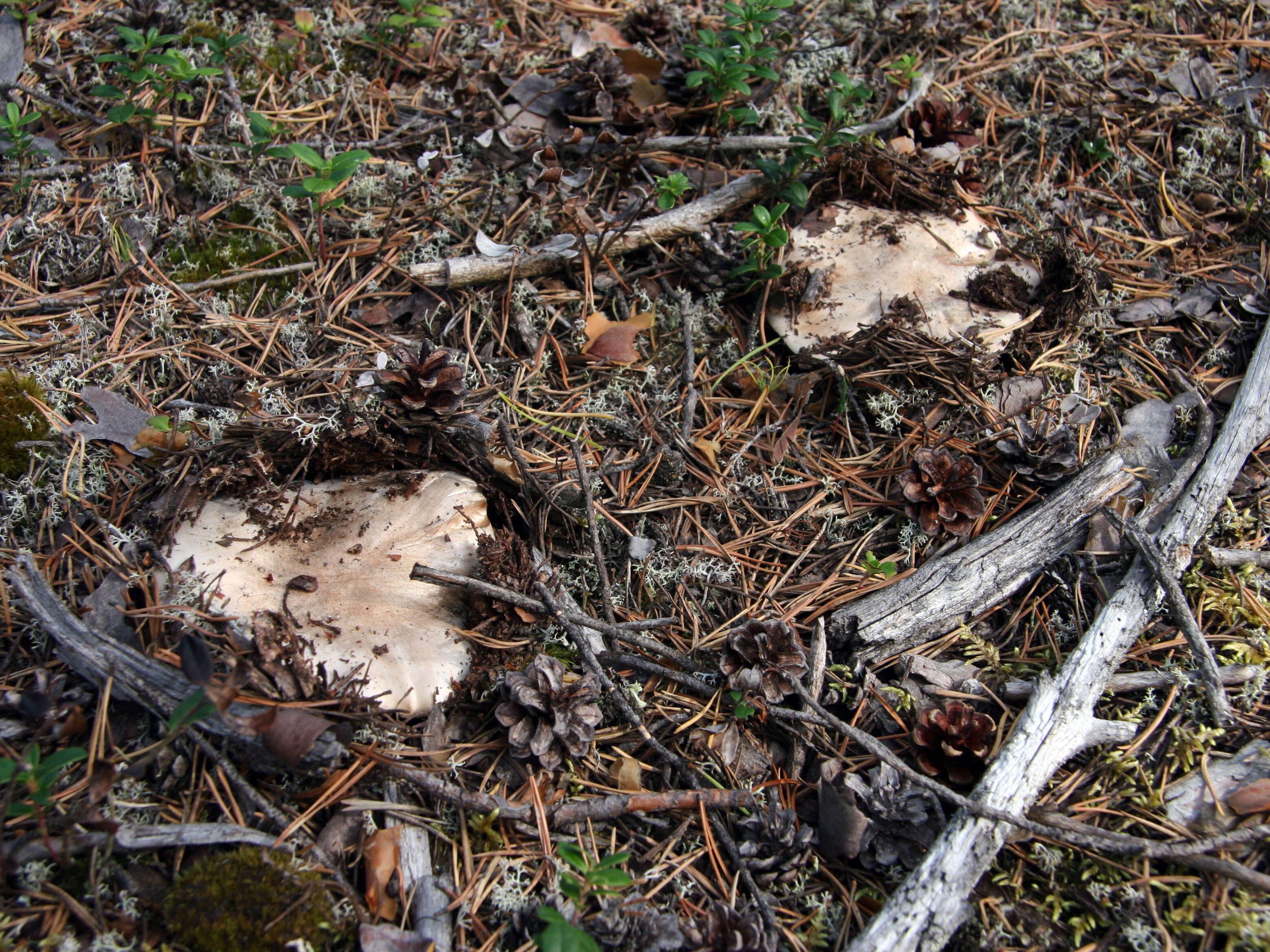 Image de Polypore gris