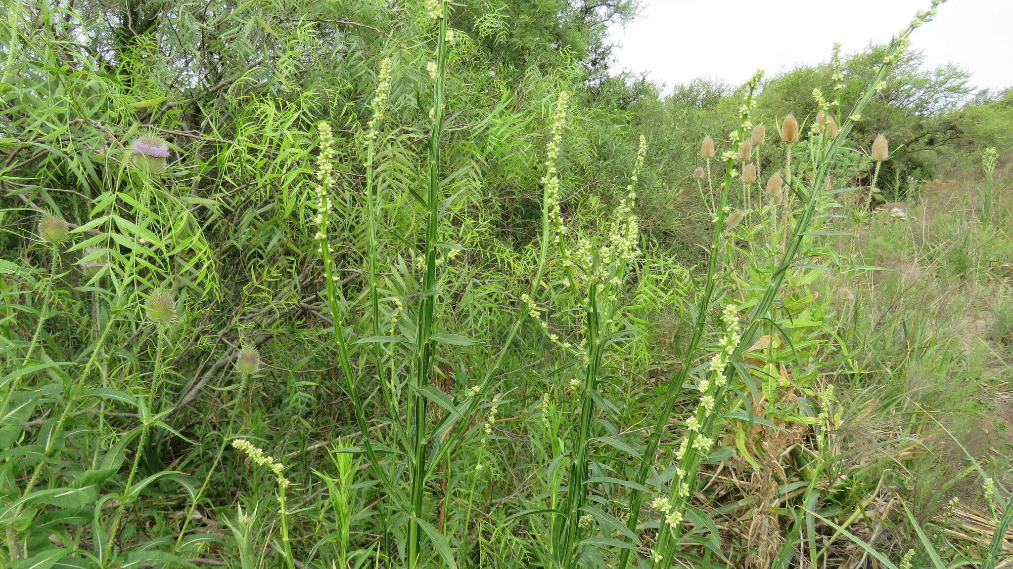 Imagem de Baccharis phyteumoides (Less.) DC.