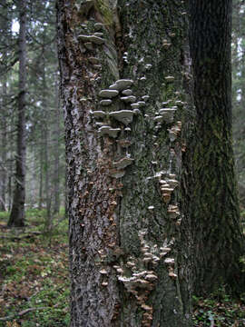 Image of Oxyporus populinus (Schumach.) Donk 1933