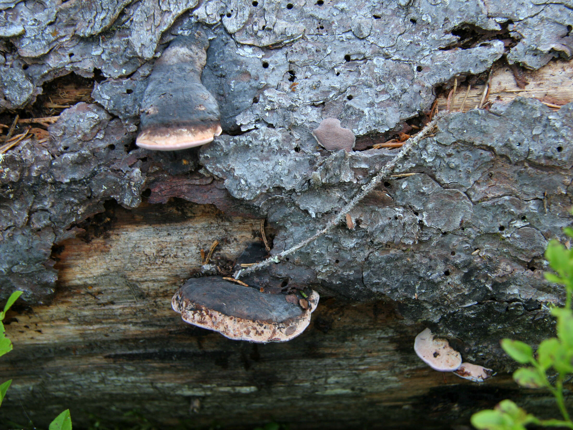 Image of Rhodofomes roseus (Alb. & Schwein.) Vlasák 1990