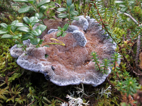 Image of Hydnellum caeruleum (Hornem.) P. Karst. 1879