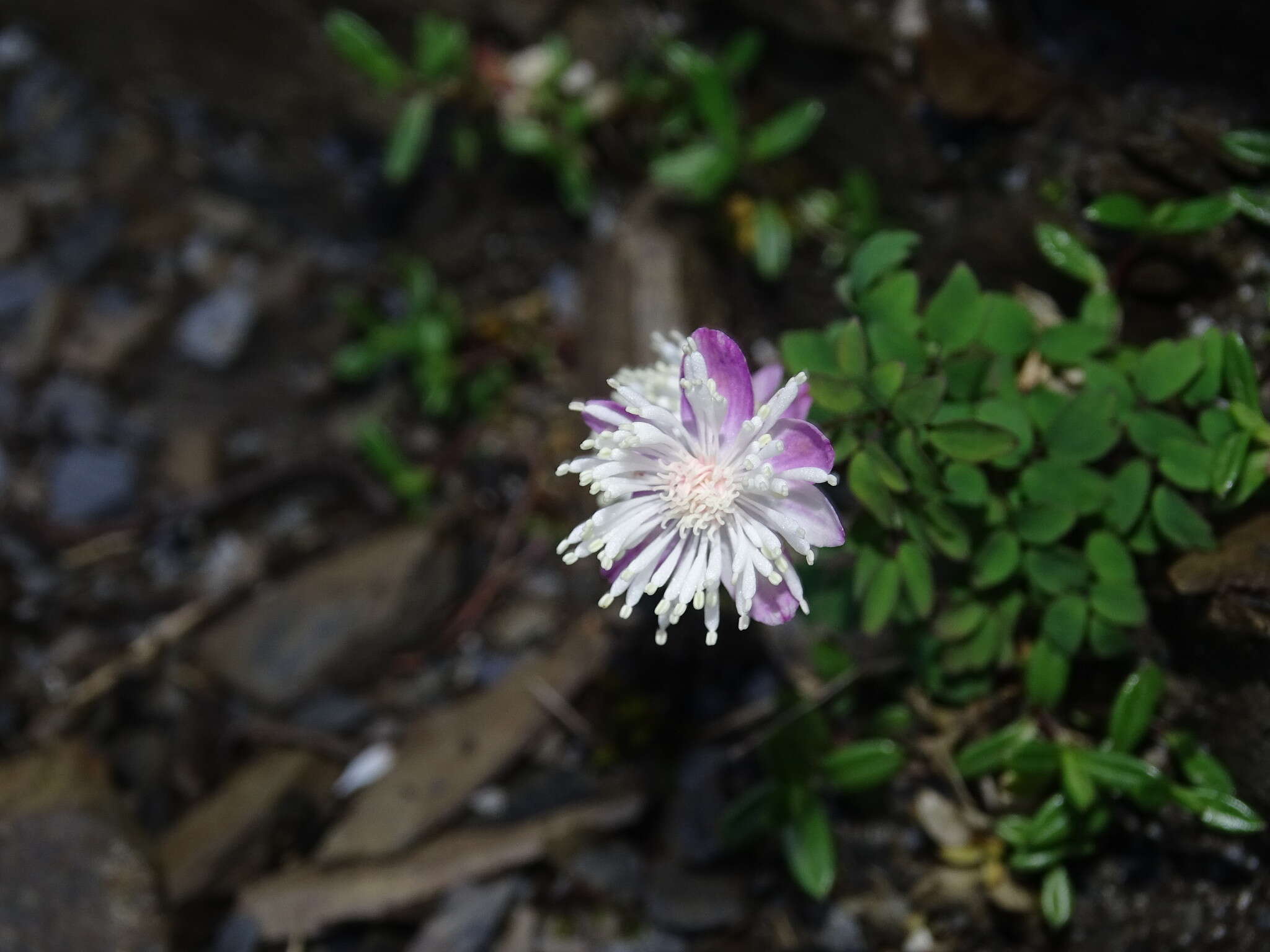 Image of Thalictrum rubescens Ohwi