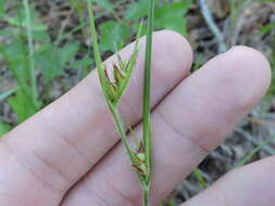 Image of Fringed Nut-Rush