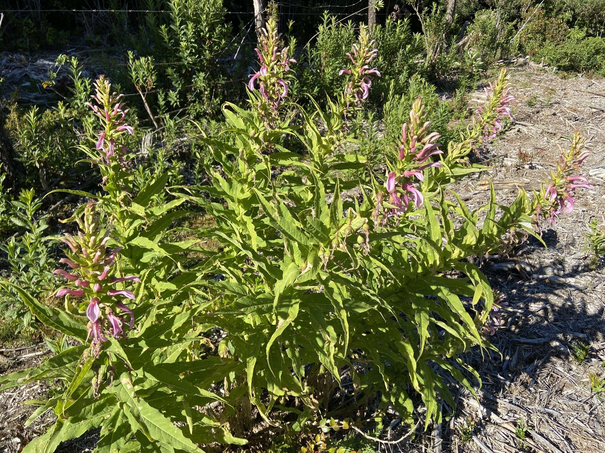 Imagem de Lobelia bridgesii Hook. & Arn.