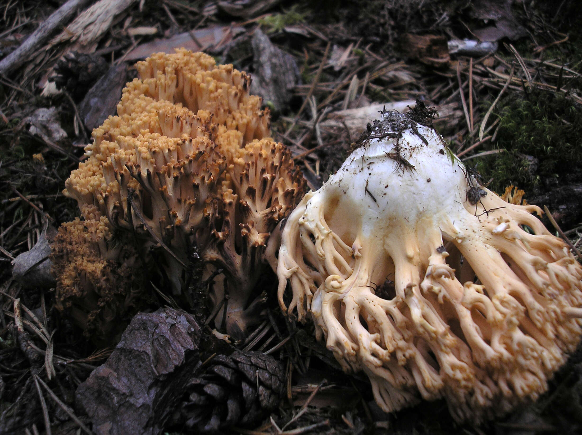 Image of Ramaria magnipes Marr & D. E. Stuntz 1974