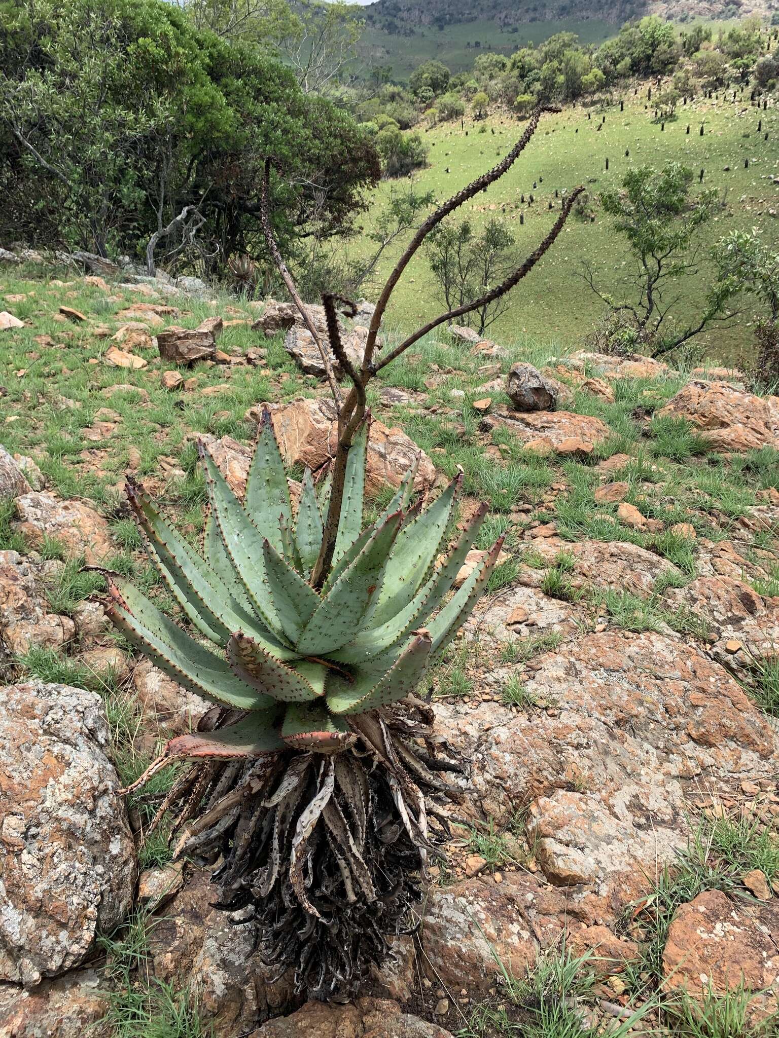 Image of Aloe marlothii subsp. marlothii