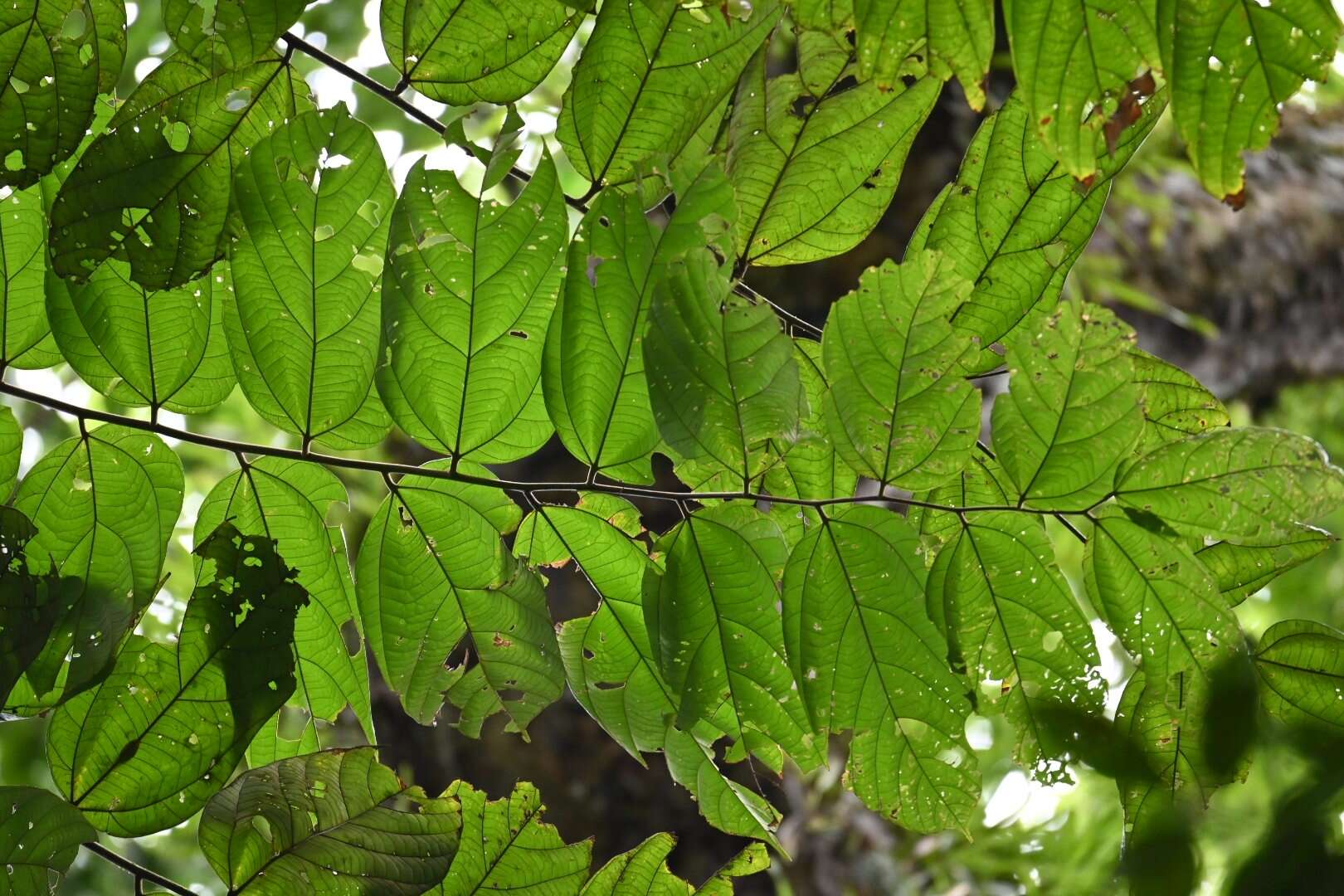 Image de Theobroma velutinum Benoist