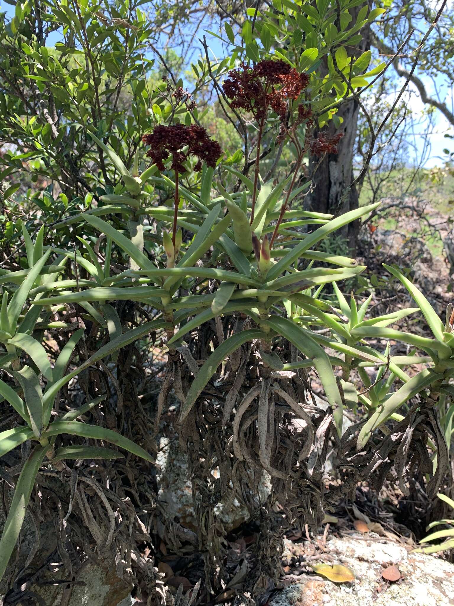 Image of Crassula perfoliata var. heterotricha (Schinz) Tölken