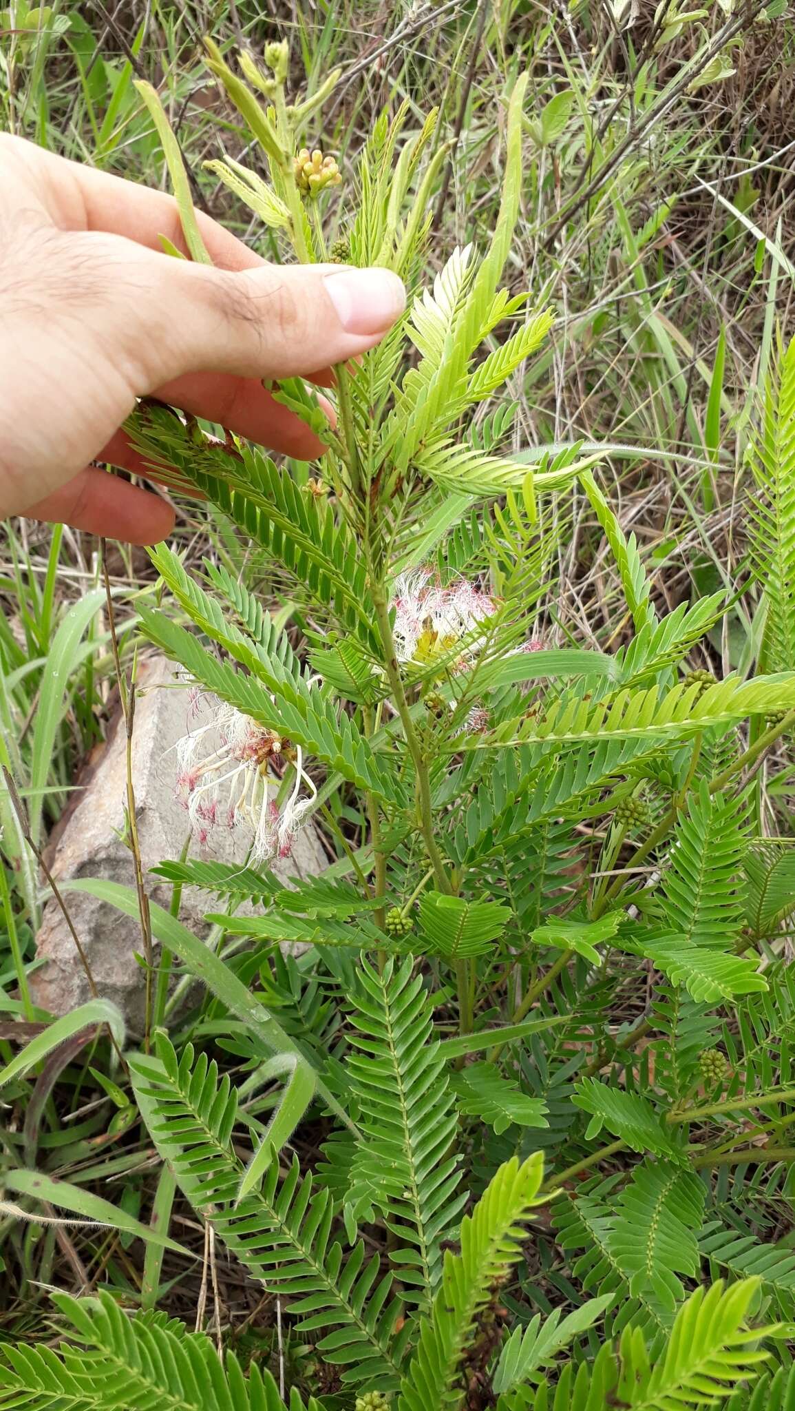 Image de Calliandra virgata Benth.