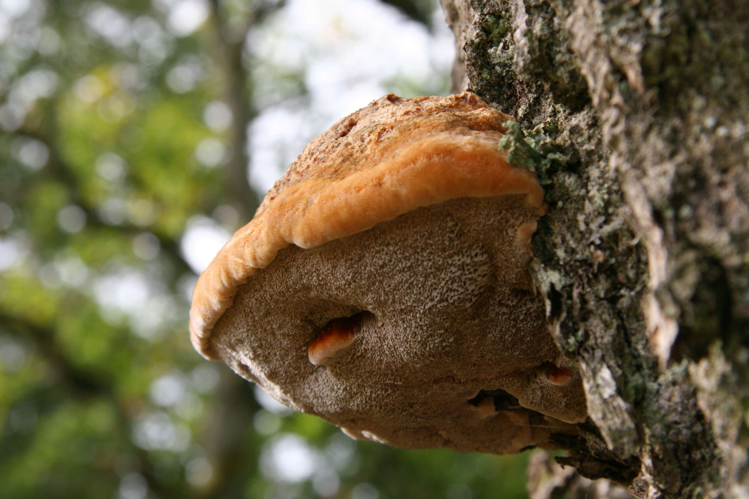 Image de Inocutis dryophila (Berk.) Fiasson & Niemelä 1984