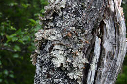 Image of lung lichen