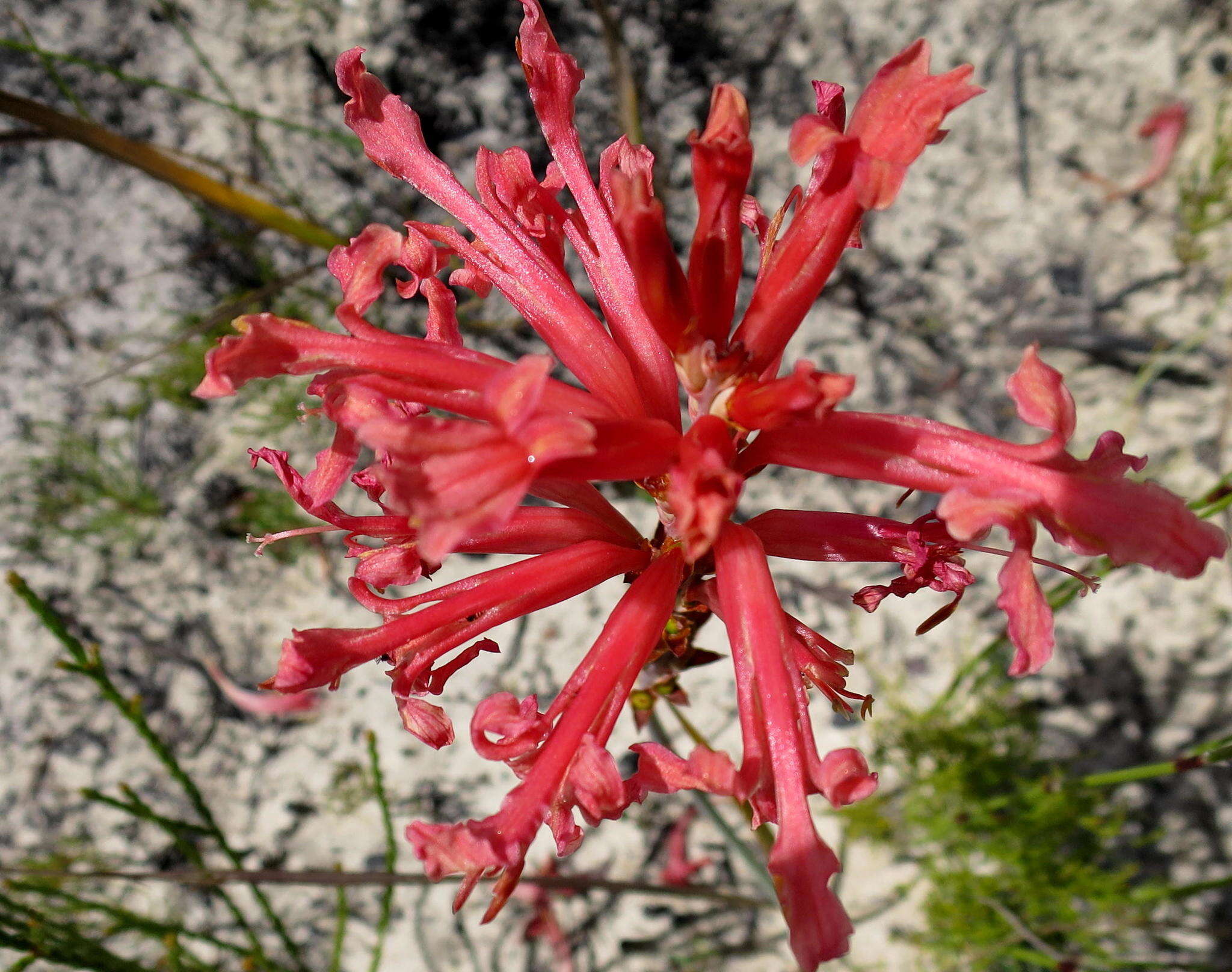 Tritoniopsis antholyza (Poir.) Goldblatt的圖片