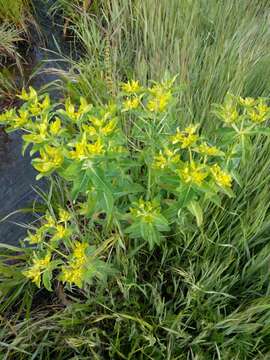 Image of eggleaf spurge