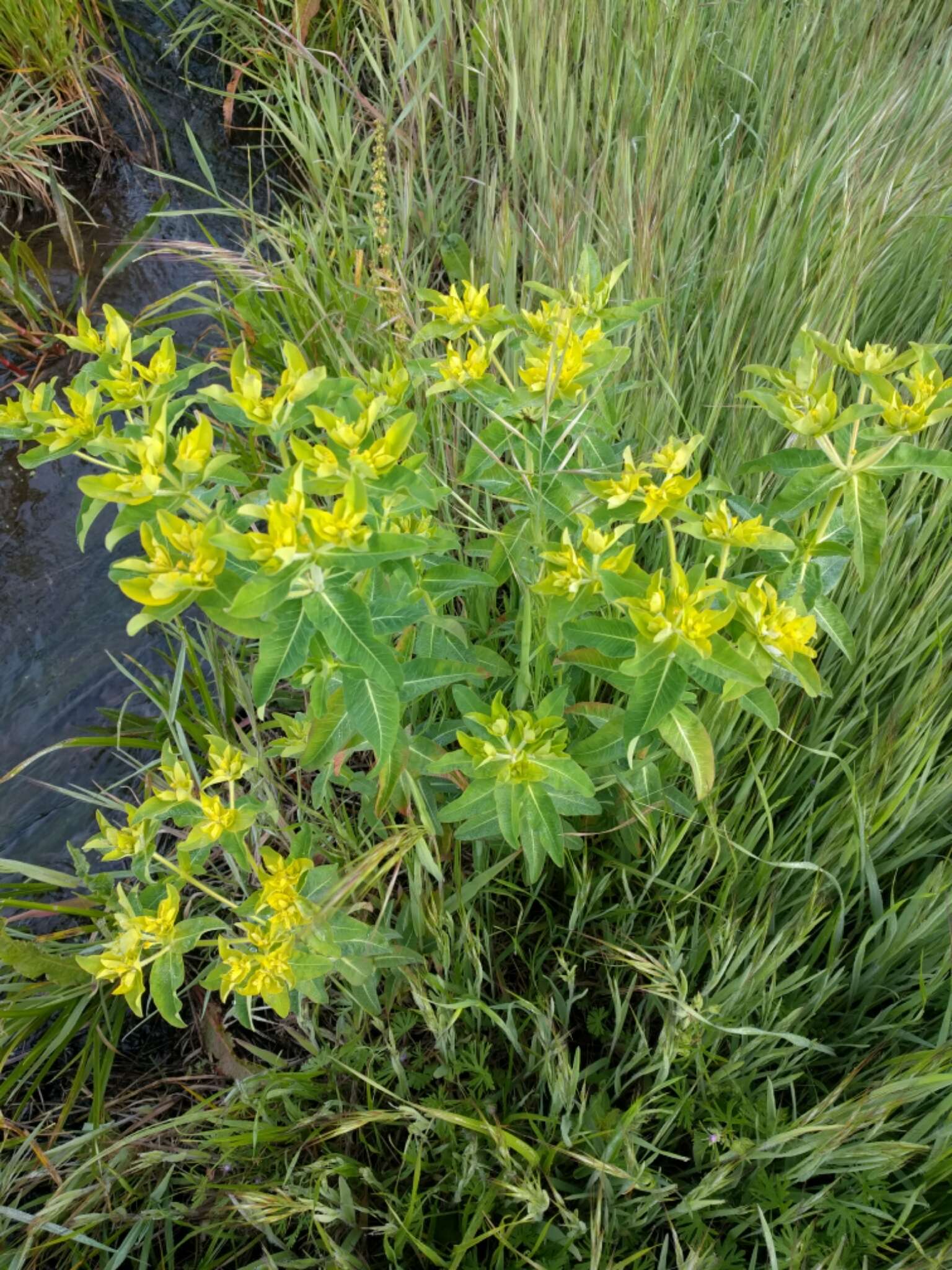 Euphorbia oblongata Griseb. resmi