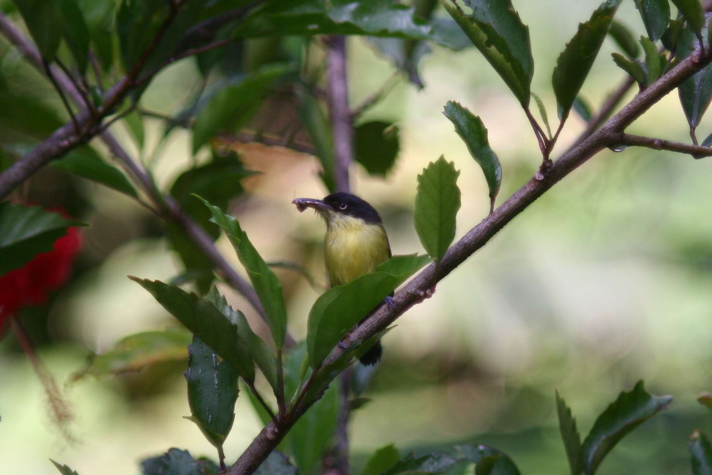 Todirostrum cinereum (Linnaeus 1766) resmi