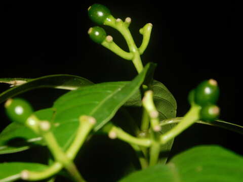 Image of Palicourea grandifructa (C. M. Taylor) C. M. Taylor