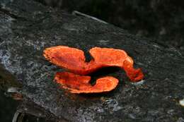 Image of Orange polypore