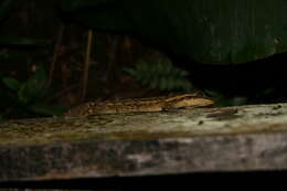 Image of Turnip-tailed gecko