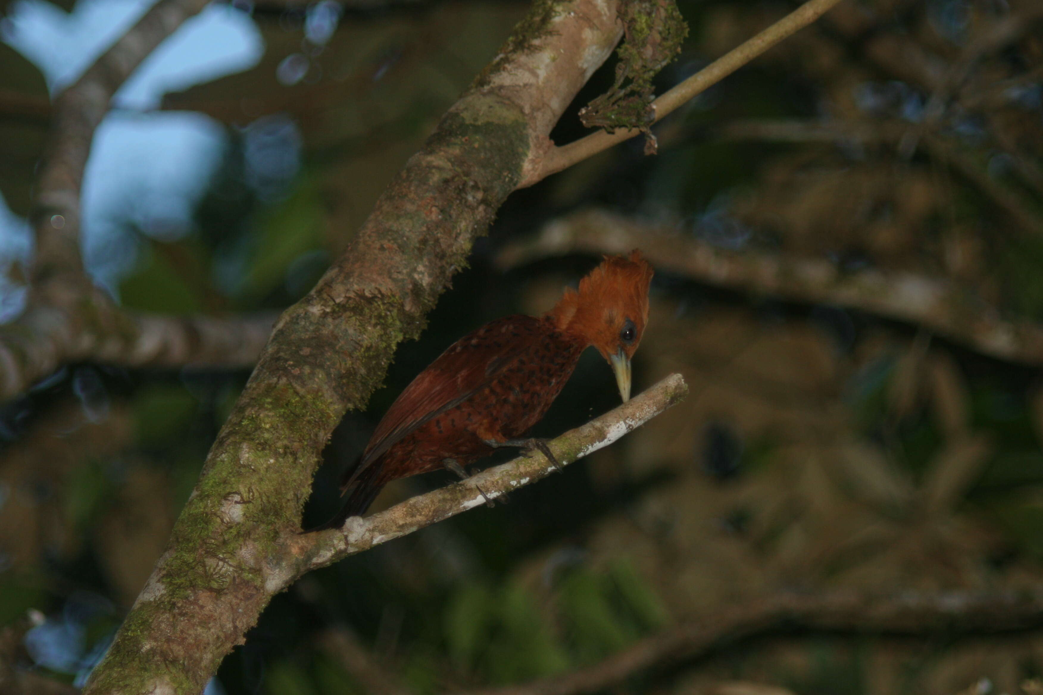 Image of Chestnut-colored Woodpecker
