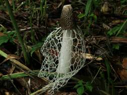 Image of Bridal veil stinkhorn