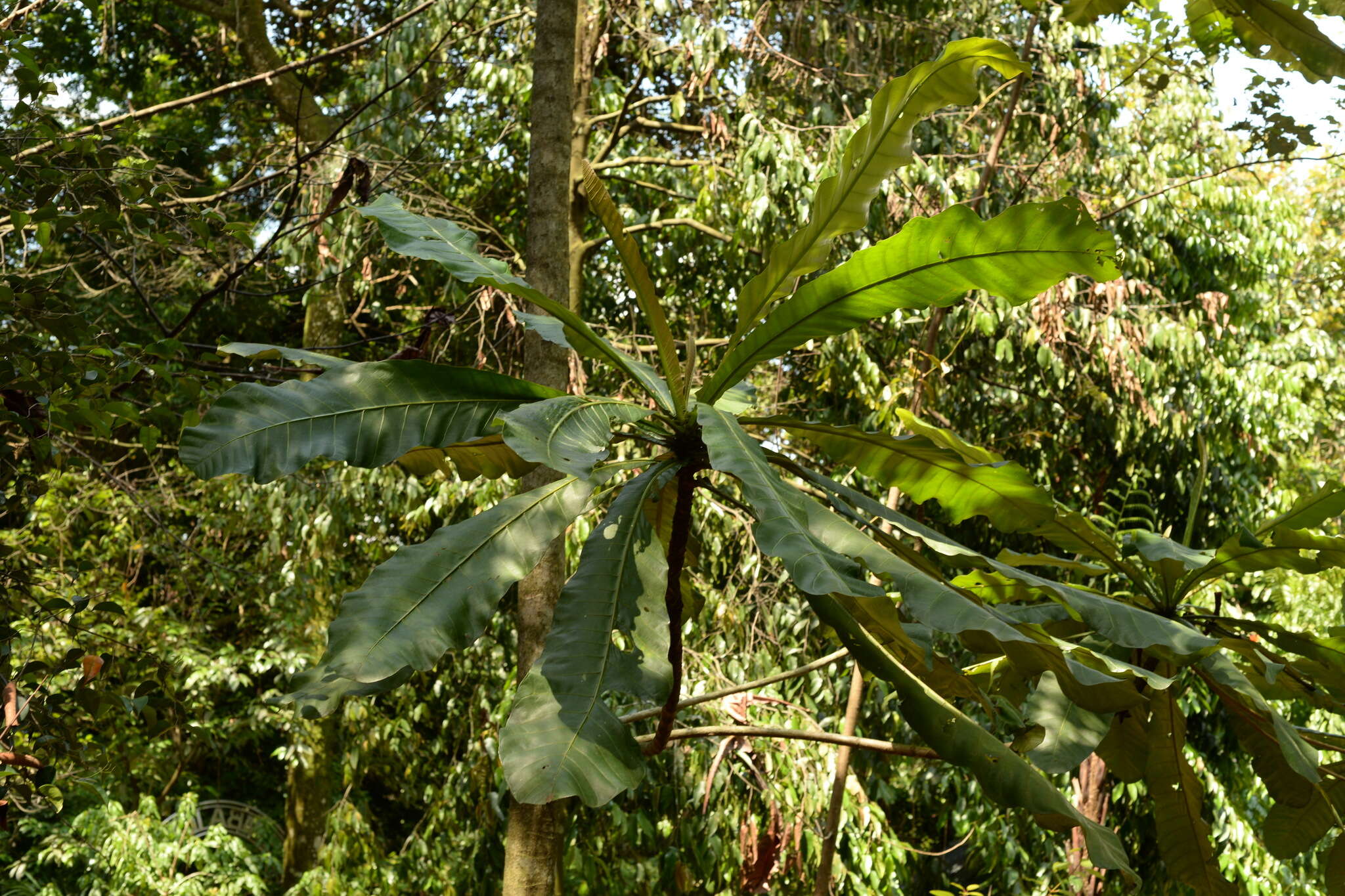 Image of Campnosperma auriculatum (Bl.) Hook. fil.